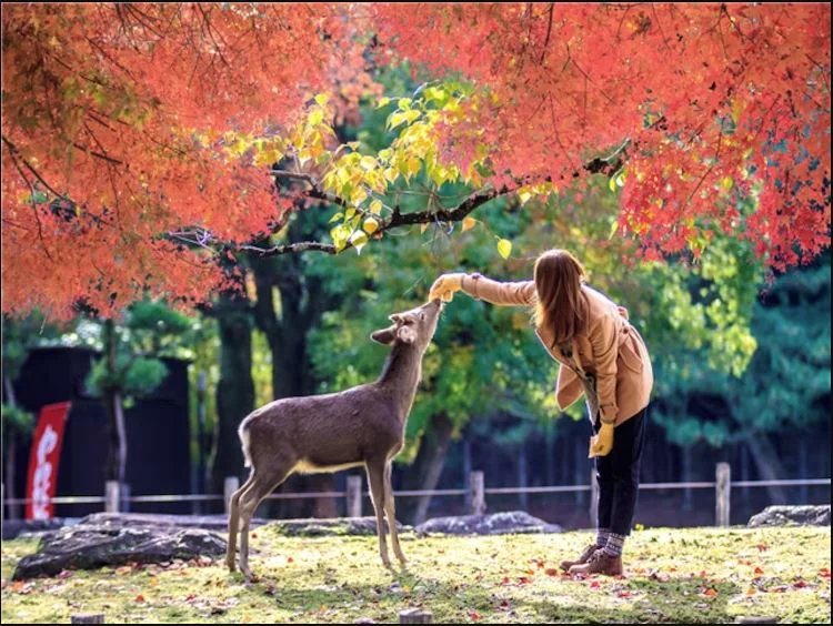 나라공원